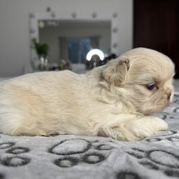 Shih Tzu Puppies from Horacio Basulto's Shih Tzu