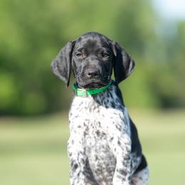 Black Roan Boy 1 - Black roan male German Shorthaired Pointer puppy in Greensburg, Kentucky from Nosam Kennels- Hungarian Vizslas, and German Shorthairs Located in Kentucky