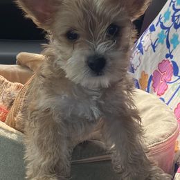 Yorkshire Terriers from Oliviero Yorkies