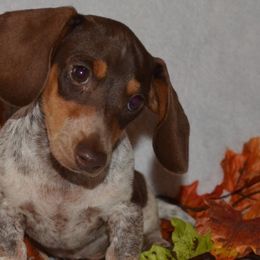 Dachshunds from Lisa's Dachshunds