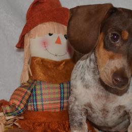 Dachshunds from Lisa's Dachshunds