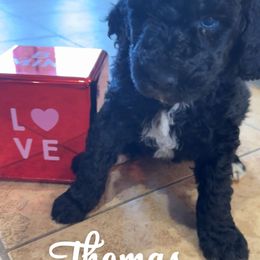 Goldendoodle Puppies from AZ Stickerdoodles