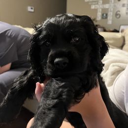 Cocker Spaniel All Grown Up from Gambles Cocker Spaniels