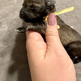 Yellow Boy - Salt and pepper male Miniature Schnauzer puppy in Floyd, Virginia from Little River Puppies