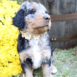 Mocha - female Bernese Mountain Dog puppy in Middlesex, North Carolina from Willow Springs Doodles & Berners