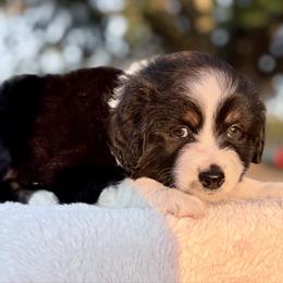 Dark purple - Black tri female Miniature Australian Shepherd puppy in 32046, Florida from River Hill Ranch