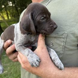 Pecos - Liver and white male German Shorthaired Pointer puppy in Orange, Texas from River Bottom Pointers