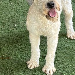 Tipper - Soft Coated Wheaten Terrier