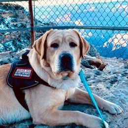 Labrador Retrievers from Belrose Labradors