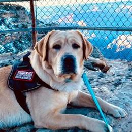 Labrador Retrievers from Belrose Labradors