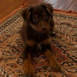 Cucumber - Red tri male Miniature Australian Shepherd puppy in Sulphur, Louisiana from Triple J Aussies and Corgis