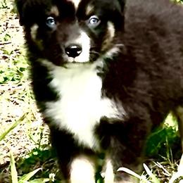 Ace - Black tri-color male Australian Shepherd puppy in Oakland City, Indiana from Moonlightaussies