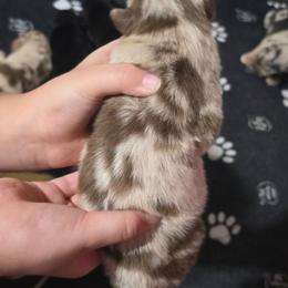 Gravy (Red Merle) - Red merle male Australian Shepherd puppy in Rainsville, Alabama from Chaparro Farm Aussies
