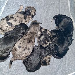 Boy 6 - Black male Goldendoodle puppy in Sterling, Connecticut from Justine’s Retrievers and Doodles
