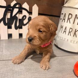 Annabelle dark pink collar - Red  female Goldendoodle puppy in Atco, New Jersey from Flannery’s lucky puppies 🍀