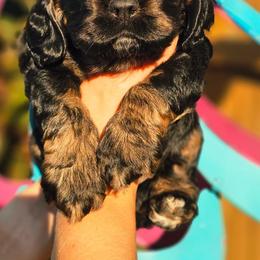 Finn - Black white and tan male Cockapoo puppy in Indiahoma, Oklahoma from Phamily Doodles