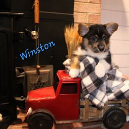 Winston - Black and tan male Pembroke Welsh Corgi puppy in Purcellville, Virginia from Rhone River Farm Pembroke Welsh Corgis