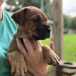 Blue - Red male Cane Corso puppy in Opelousas, Louisiana from Azelees Cane Corso