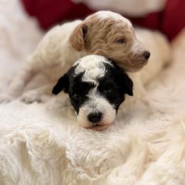 Oreo - Parti female Poodle puppy in Somerset, Kentucky from Hilltop Doodles KY LLC