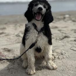 Poodle Puppies from Grace Poodles