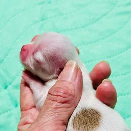 Snowy - Gold and white male Chihuahua puppy in Windsor, South Carolina from Gemstone Chihuahuas