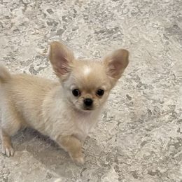 "Pippa 💕" Chihuahua Puppies from Bijou Chihuahua’s