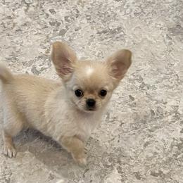 "Pippa 💕" Chihuahua Puppies from Bijou Chihuahua’s