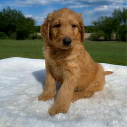 Rusty - Apricot male Goldendoodle puppy in Osage City, Kansas from Golden Ridge Goldens