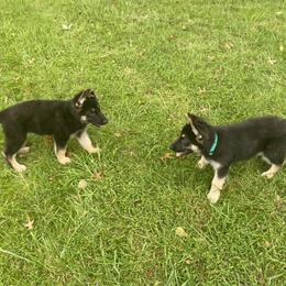German Shepherd Puppies from German Shepherds