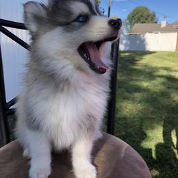 Pomsky Puppies from Paris Pomskies