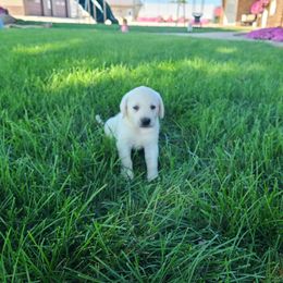 Izzy - Yellow female Labrador Retriever puppy in Woodburn, Indiana from Marlene's Labrador Retrievers