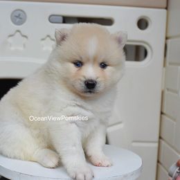 Rumi - White male Pomsky puppy in Coos Bay, Oregon from Ocean View Pomskies