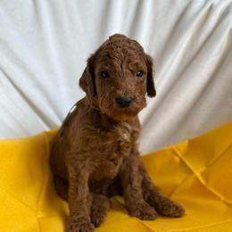Cupid - Red  male Poodle puppy in Mount Vernon, Illinois from AMC Poodles