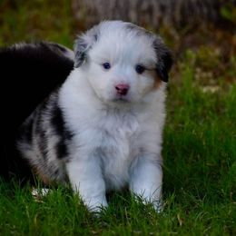 Tony - Blue merle male Toy Australian Shepherd puppy in Powell Butte, Oregon from Willow Lane Ranch