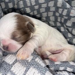 Lilac Parti Boy - Blue and white male Shih Tzu puppy in Albany, New York from Precious Shihpoo’s and Luxurious Shih Tzu’s
