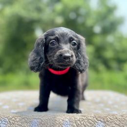 Lola - Black female Dachshund puppy in Delano, Tennessee from Olive Branch Acres