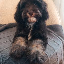Nike: Orange Collar - Brown white and tan male Cockapoo puppy in Richmond, Kentucky from The Doting Doodle