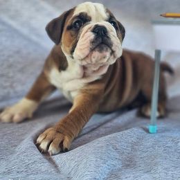 Boston Terrier, Bulldog, and French Bulldog Puppies from Willamette Valley Bullies