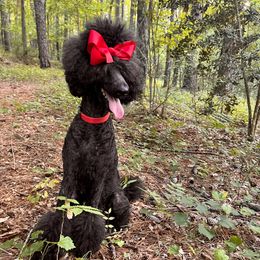 Bo - Poodle