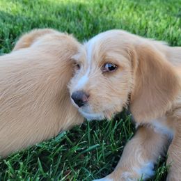 Alan - Apricot Assorted Doodle Crosses puppy in Blackfoot, Idaho from Lucky Pup Meadows