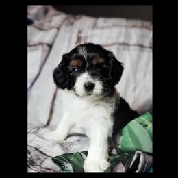 Harry Potter - Tri-color male Cavapoo puppy in Battle Lake, Minnesota from Panda Puppies