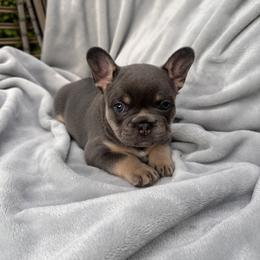 French Bulldog Puppies from Kehaulani Crittle