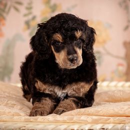 Poodle Puppies from Setting the Standard Poodles