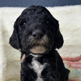 Patty - Black female Goldendoodle puppy in Cleveland, Georgia from The O.G. Doodles