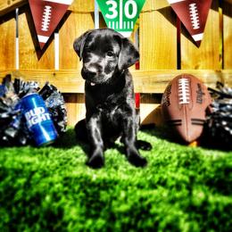 Labrador Retriever Puppies from Harrison's Lakeside Labradors