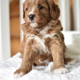 Marigold - Apricot female Goldendoodle puppy in Berlin, Ohio from Doodle Babys