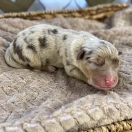 Girl 5 - Red merle female Australian Shepherd puppy in Volant, Pennsylvania from Addie's Aussies