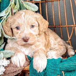 Merrel - Caramel ice female Australian Labradoodle puppy in Decatur, Alabama from Southern Meadows Doodles