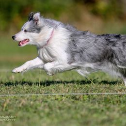 Border Collies from Terrasen Border Collies