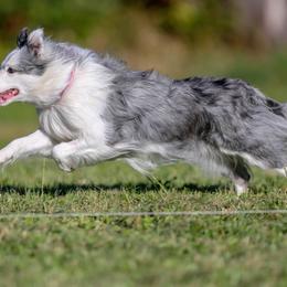 Border Collies from Terrasen Border Collies